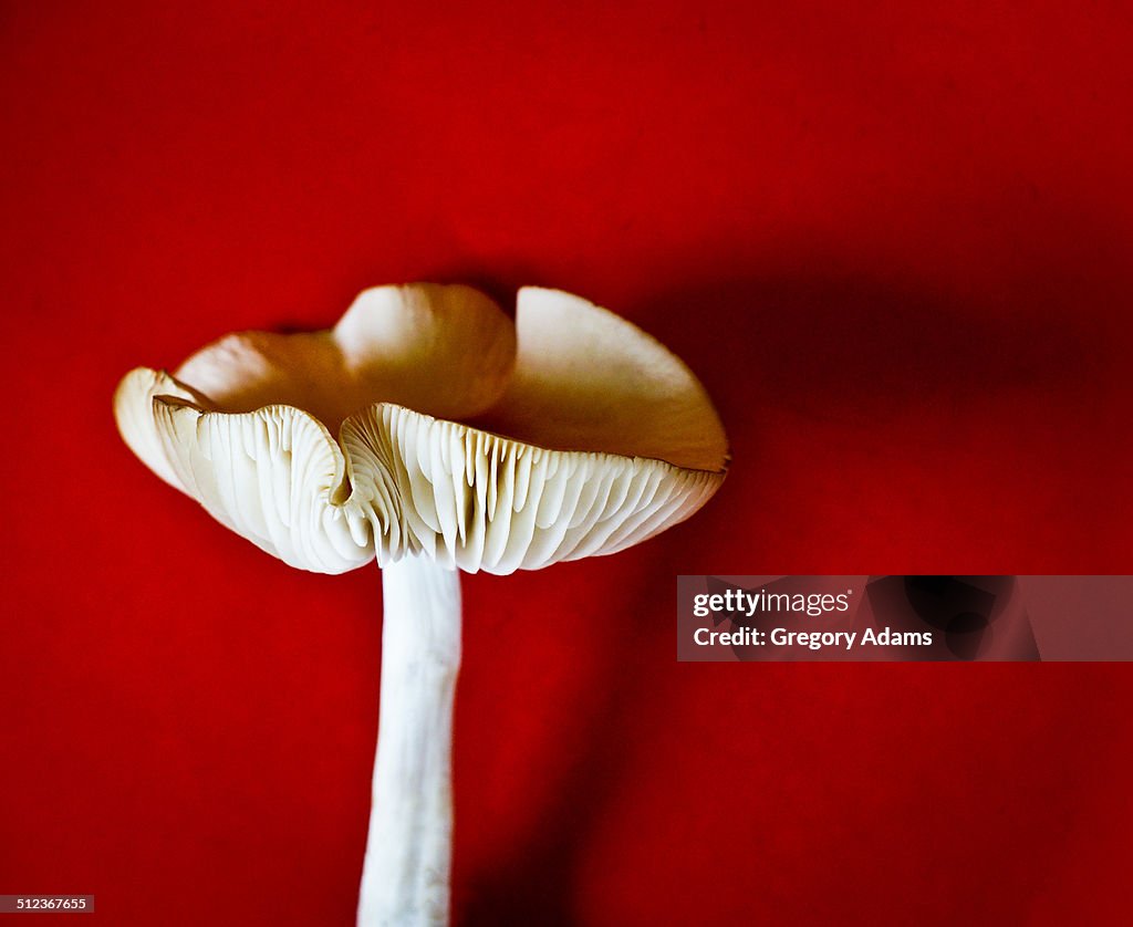 Mushroom on a red background