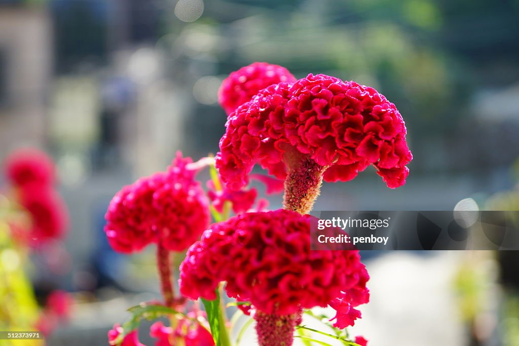 Red cockscomb