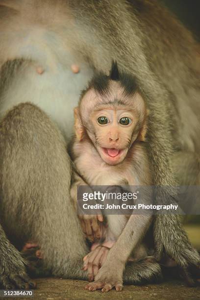 baby monkey bali - baby monkey stock pictures, royalty-free photos & images
