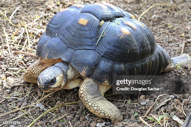 close-up of tortoise on field - griechische landschildkröte stock-fotos und bilder