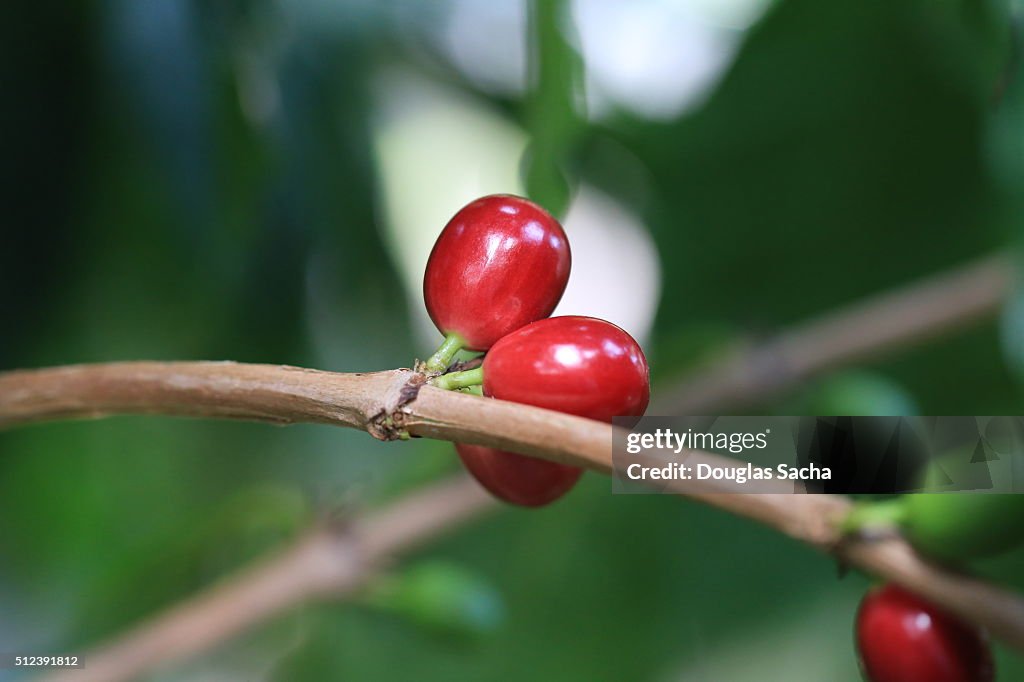 Close-up of coffee cherries growing on a plant (Coffea arabica)