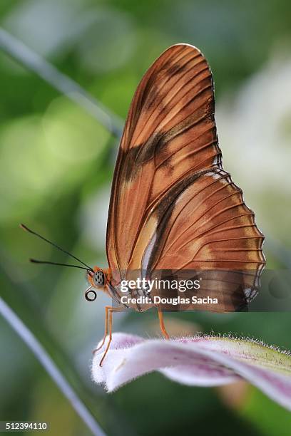 julia butterfly (dryas iulia) - butterflys closeup stock pictures, royalty-free photos & images