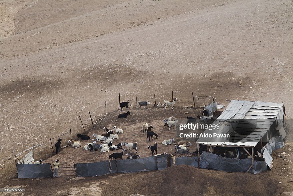 Goats in an enclosure, Bedouin camp