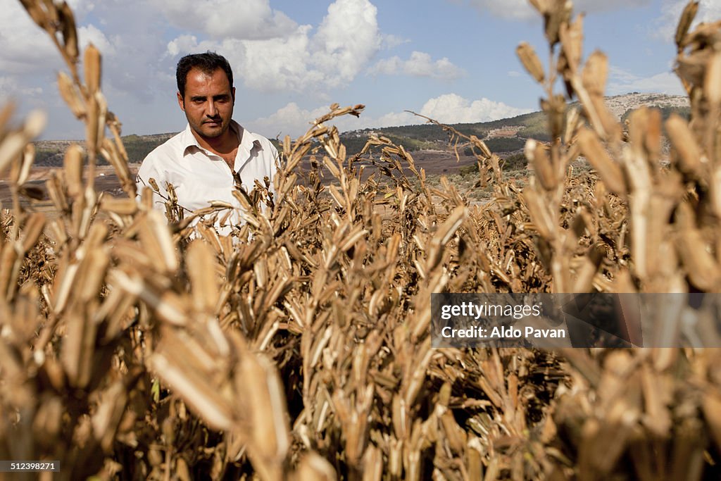 Palestine, Jenin, Zababdeh village