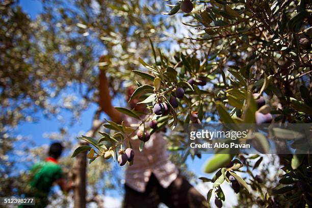 palestine, jenin, burqin, olive harvest - arabische muster stockfoto's en -beelden
