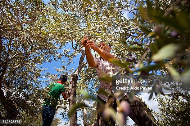 palestine, jenin, burqin, olive harvest - olive-orchard stock pictures, royalty-free photos & images