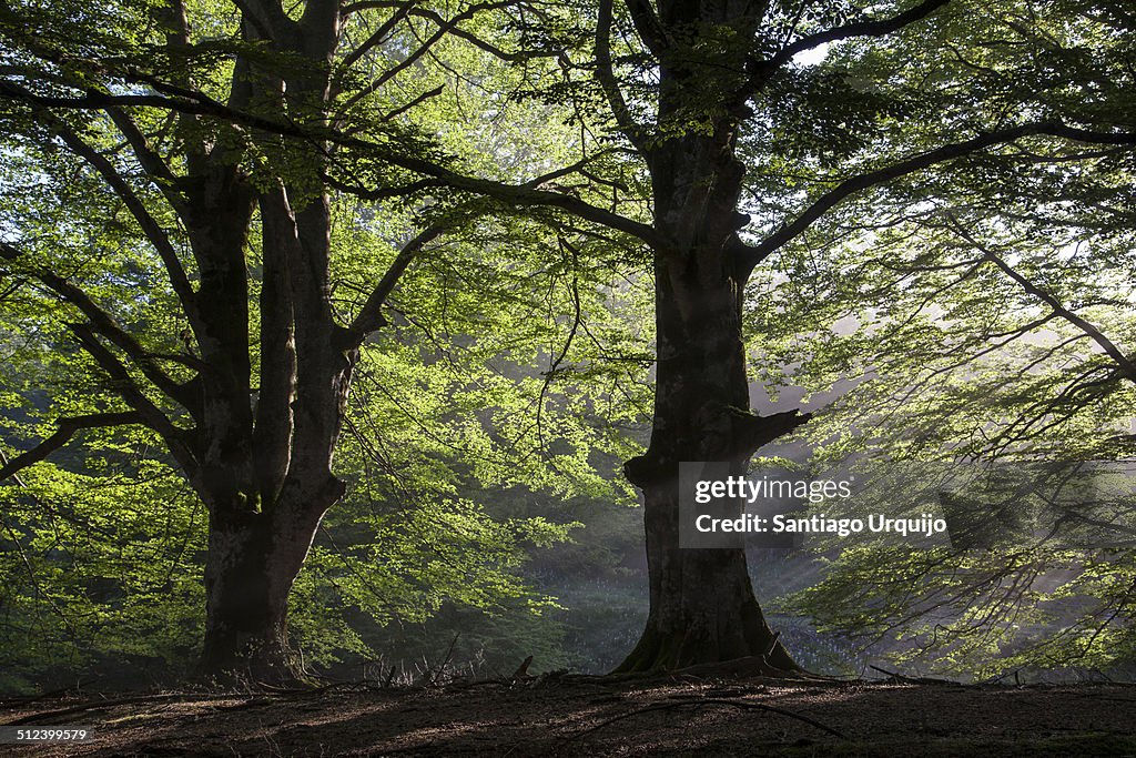 Sunbeams entering through the beech canopy