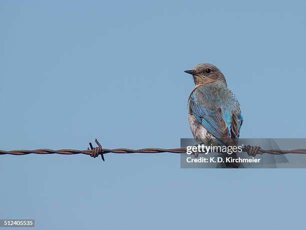 bluebird on a wire - berghüttensänger stock-fotos und bilder