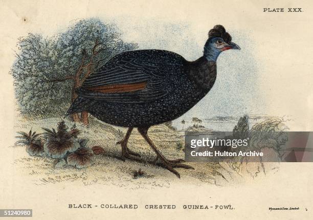 Circa 1700, A black-collared crested guinea-fowl.