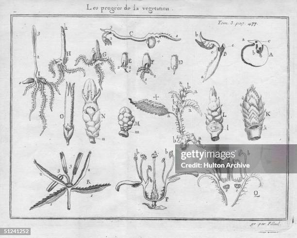 Circa 1750, A diagram showing the progress of plant growth.
