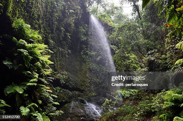 waterfall in the laurel forest los tilos - la palma canarische eilanden stockfoto's en -beelden