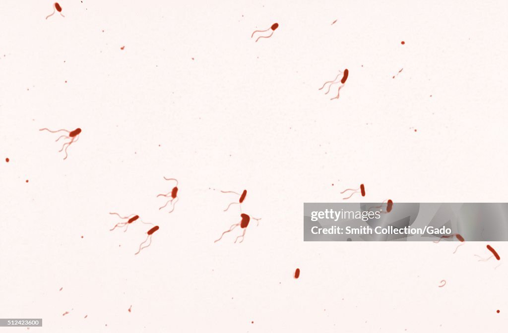Bordetella Bronchiseptica