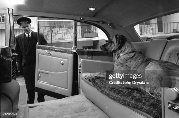 Canine film star Junia is chauffeured to the film studios in a Rolls Royce. The famous Great Dane belongs to animal trainer Barbara Woodhouse and has...
