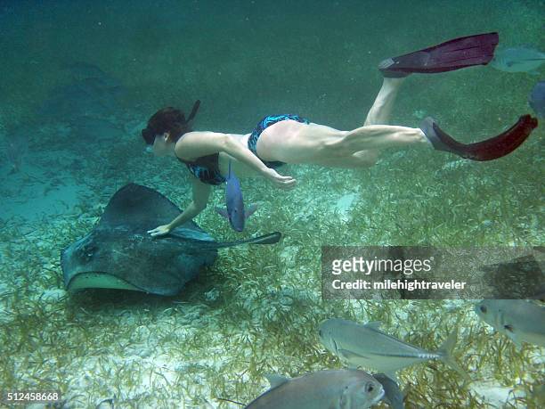 snorkeler with stingray hol chan marine reserve ambergris caye belize - ambergris caye bildbanksfoton och bilder