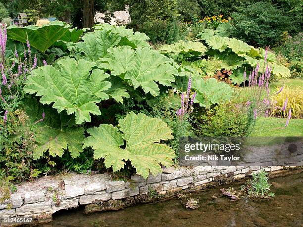 Gunnera Identification 124 Giant Gunnera Stock Photos, High-Res Pictures, and Images - Getty ...
