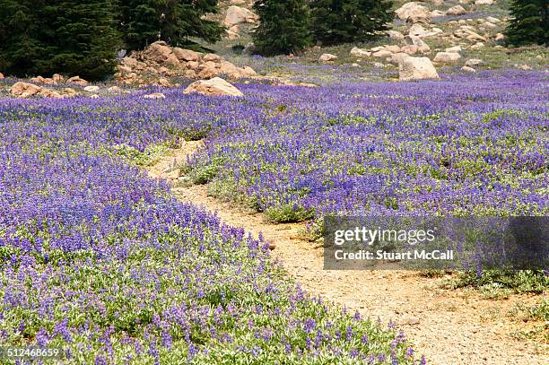 naturalized bluebell flowers cover the ground - redding california stock-fotos und bilder