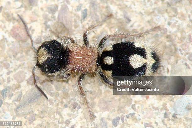 Aboveanf Insect 159 Ant From Above Stock Photos, High-Res Pictures, and Images - Getty ...