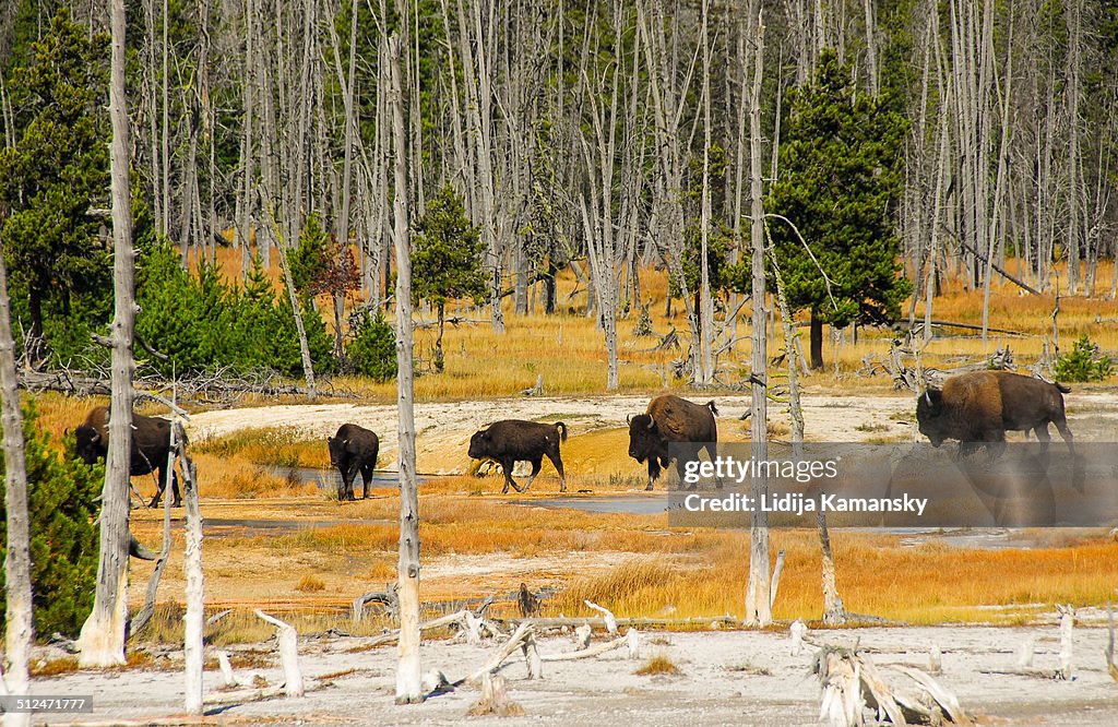 Bison herd walking in autumn