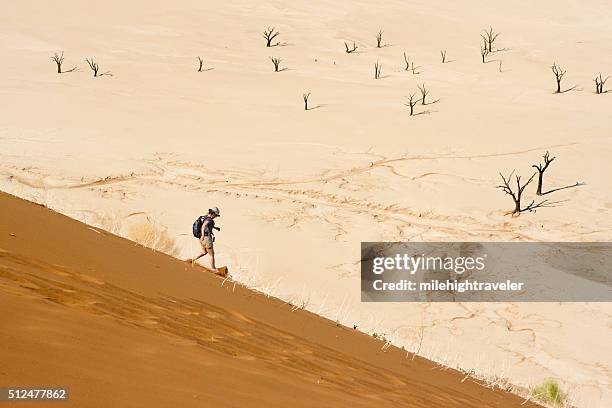 woman slides down namib sand dune sossusvlei trees namibia - sossusvlei stock pictures, royalty-free photos & images
