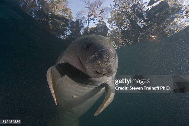 manatee with his head in the trees - manatee stock-fotos und bilder