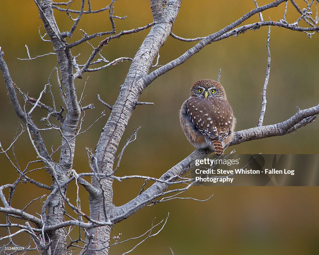 Pygmy Owl on a tree branch in Patagonia