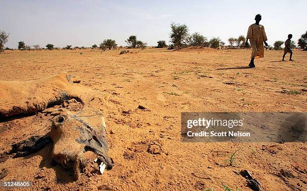 Dead camel carcas lies in testament to the inhospitability of the barren desert landscape, on August 31, 2004 near the Oure Cassoni refugee camp,...