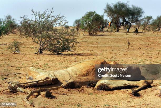 Dead camel carcas lies in testament to the inhospitability of the barren desert landscape, as refugees from the Darfur region of Sudan live...