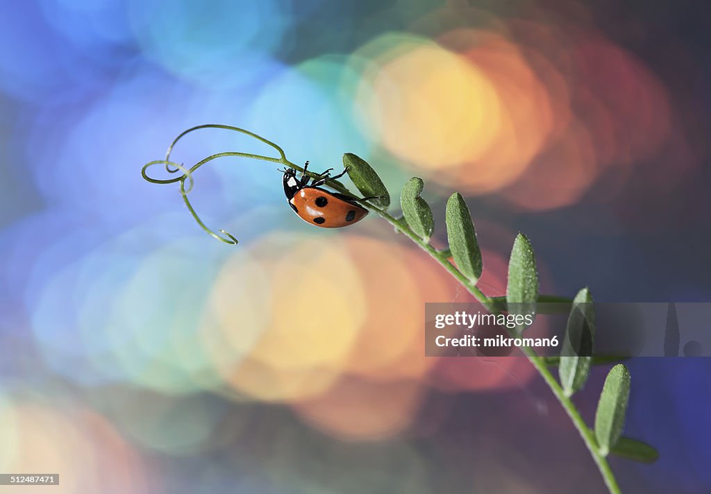 Ladybird on twig