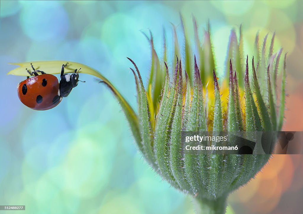 Ladybird walking on bud