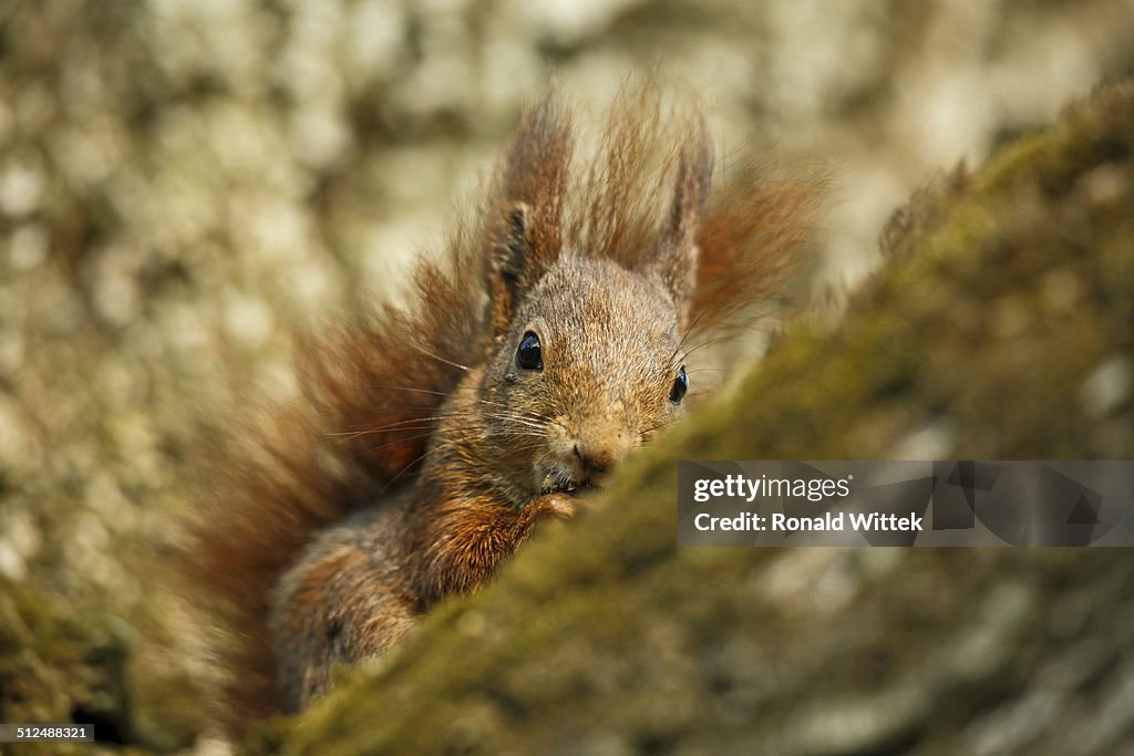 Red squirrel