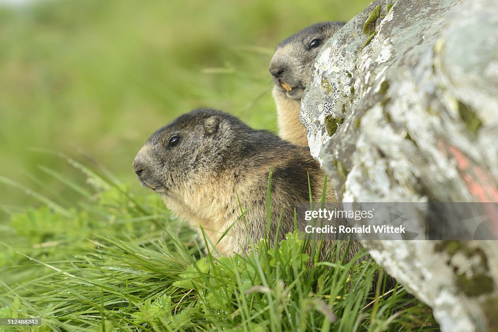 Marmot