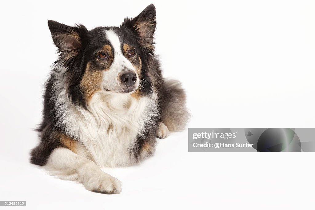 Australian Shepherd look