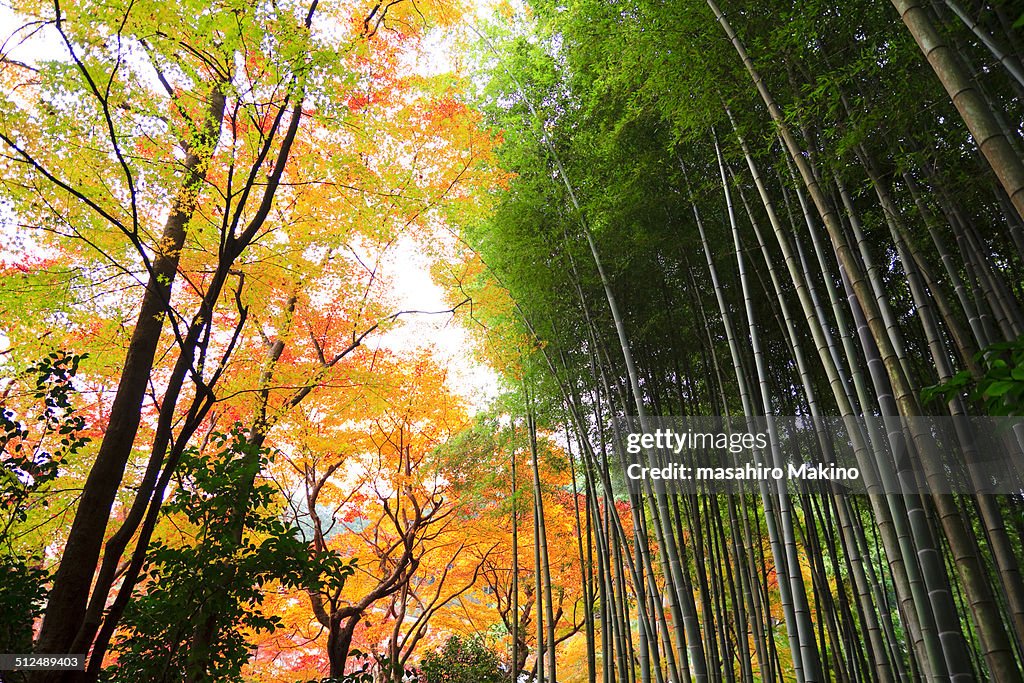 Japanese Maple and Bamboo Trees