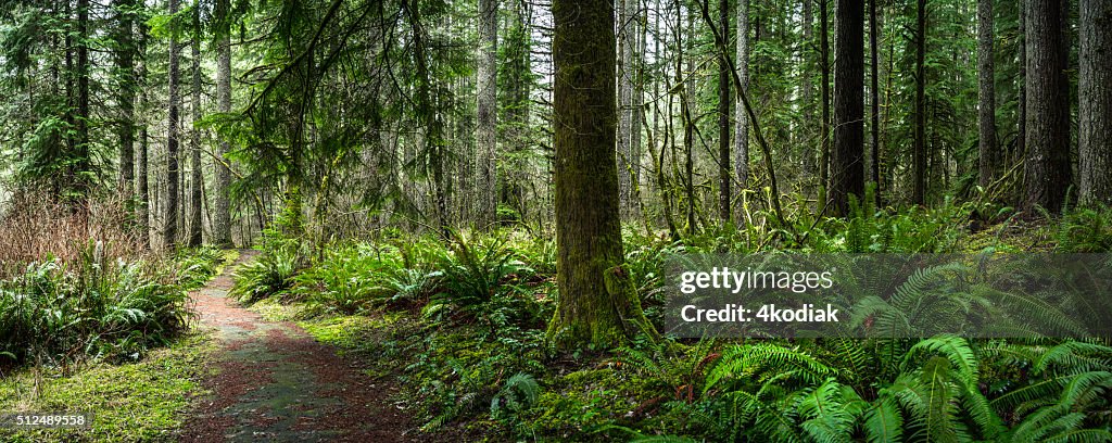 Forêt de sapins de Douglas de fougère