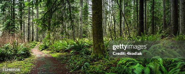 ダグラスファーの森にカンゾウ - douglas fir ストックフォトと画像
