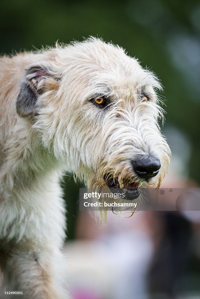 Light Brown Irish Wolfhound