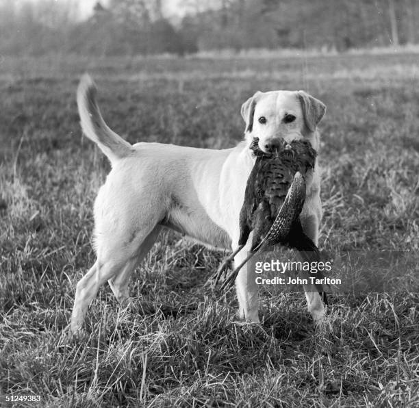 October 1960, A yellow labrador retrieves a cock pheasant in its mouth during a shoot.