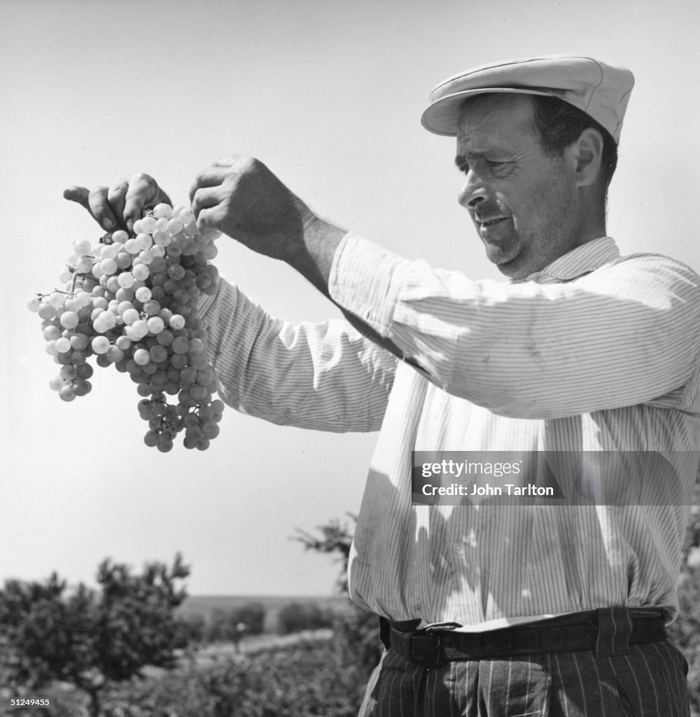 Sherry Harvest