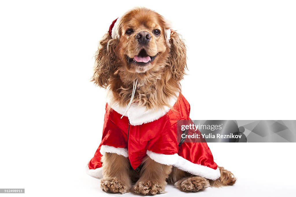 American Cocker Spaniel Santa Dog