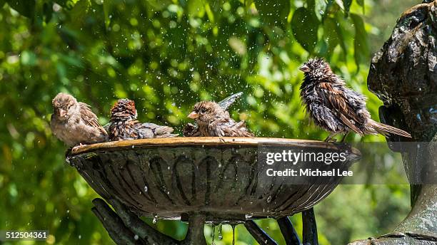 Bird Splash 231 Bird Bath Splash Stock Photos, High-Res Pictures, and Images ...