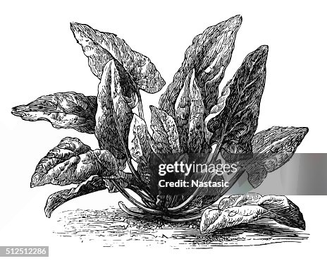 Spinach (Spinacia oleracea) Spinach (Spinacia oleracea)