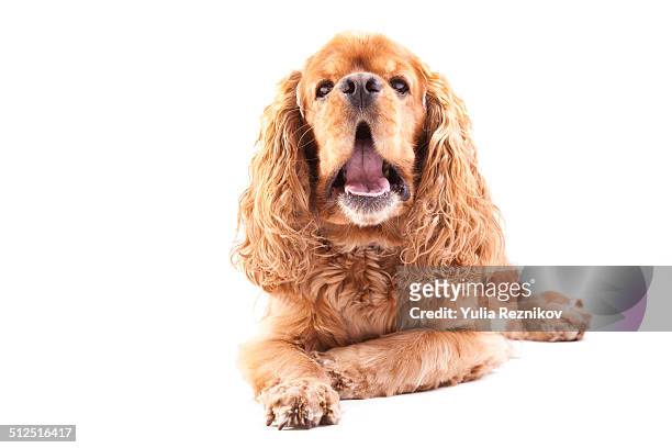 869 Brown Cocker Spaniel Photos and Premium High Res Pictures - Getty Images