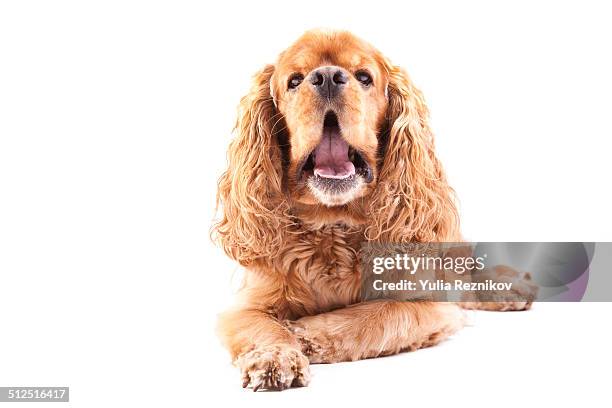 869 Brown Cocker Spaniel Photos and Premium High Res Pictures - Getty Images 869 Brown Cocker Spaniel Photos and Premium High Res Pictures - Getty Images