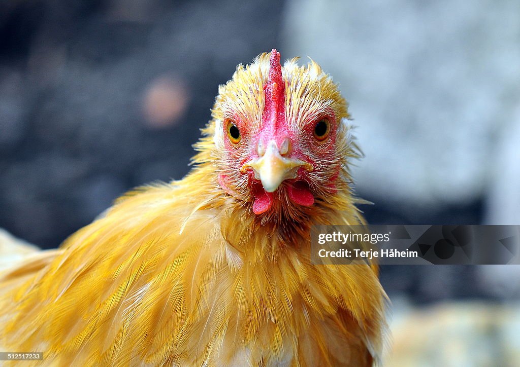 The yellow hen