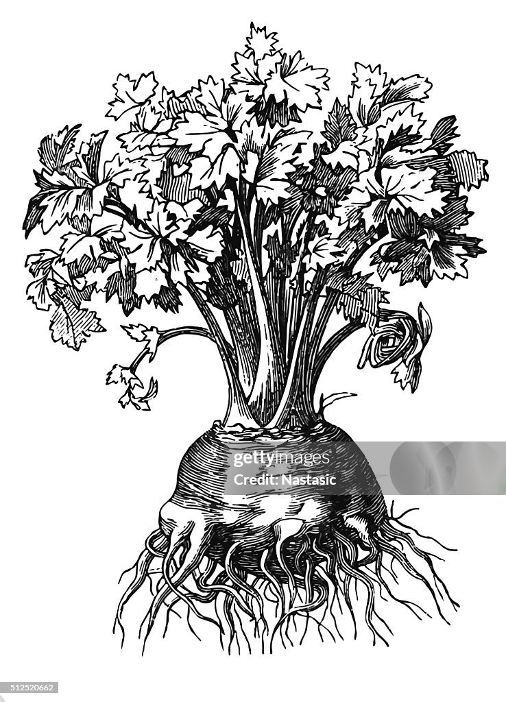 Celeriac