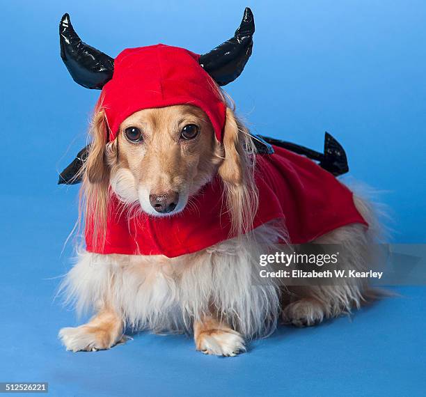dachshund devil costume