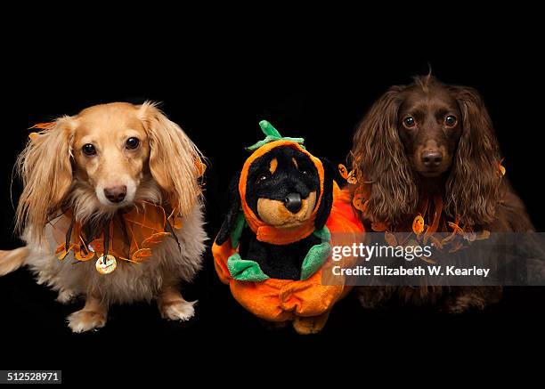 halloween dogs - pet clothing stock-fotos und bilder