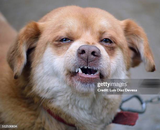 dog growling - chinook dog stock pictures, royalty-free photos & images