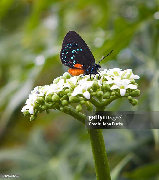 atala butterfly, eumaeus atala - eumaeus 個照片及圖片檔