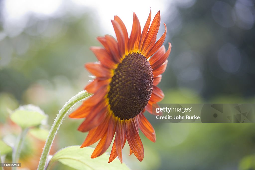 Sunflowers, helianthus annuus